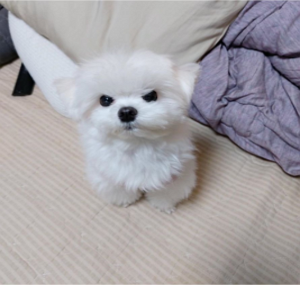 ��ǰ�̹���